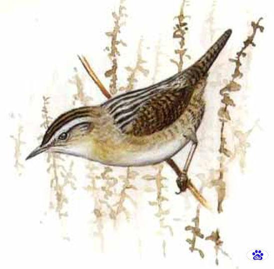 沼泽鹪鹩 沼泽鹪鹩的图片