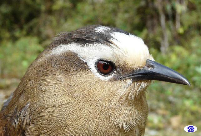 棕鹪鹩属 棕鹪鹩属的图片