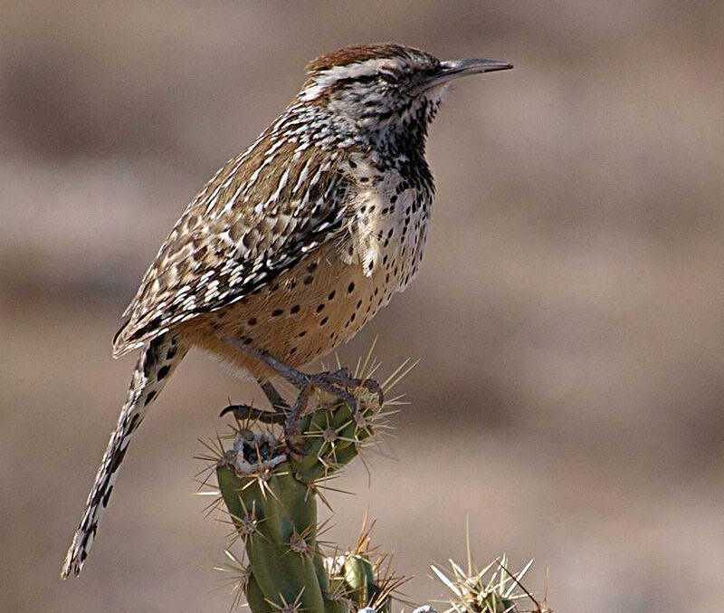 棕曲嘴鹪鹩 棕曲嘴鹪鹩的图片