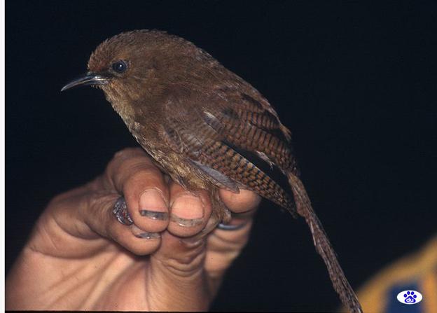 �������ӵ�ͼƬ