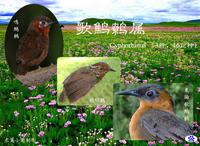 歌鹪鹩属 歌鹪鹩属的图片