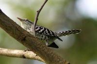 �Ʊ���������