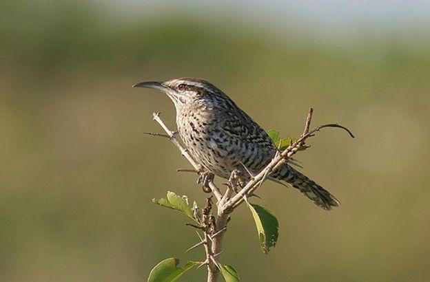 尤卡曲嘴鹪鹩 尤卡曲嘴鹪鹩的图片