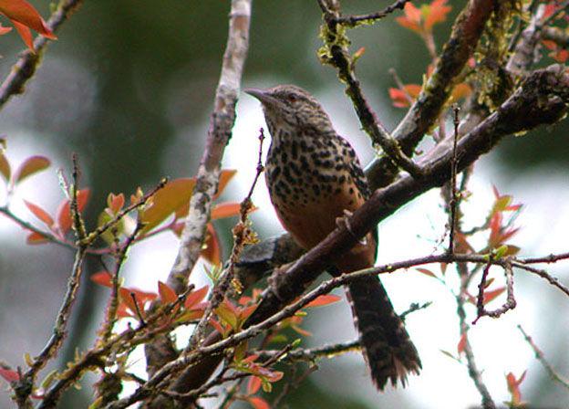 �߱���������