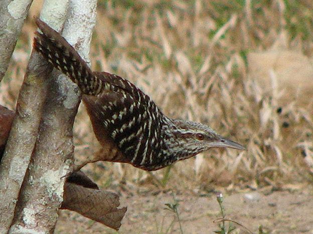 �߱���������