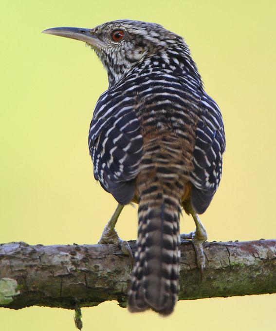 �߱���������