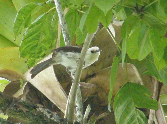 ��ͷ�������ӵ�ͼƬ