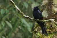 苏拉卷尾 苏拉卷尾的图片