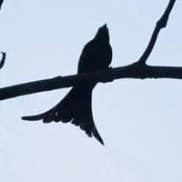 ������˹��β��ͼƬ