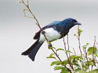 白胁卷尾 白胁卷尾的图片