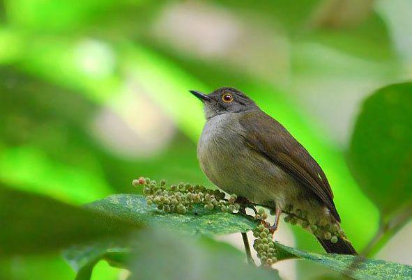 小褐鹎 小褐鹎的图片