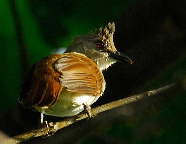 凤头褐鹎 凤头褐鹎的图片