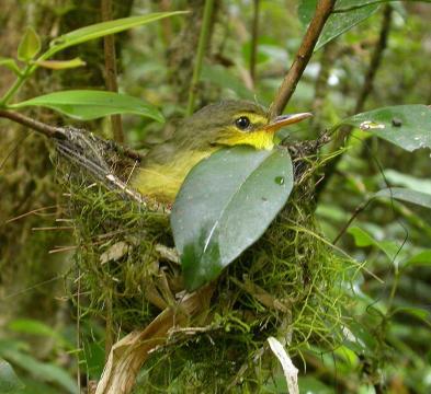 ������ľ�ǵ�ͼƬ