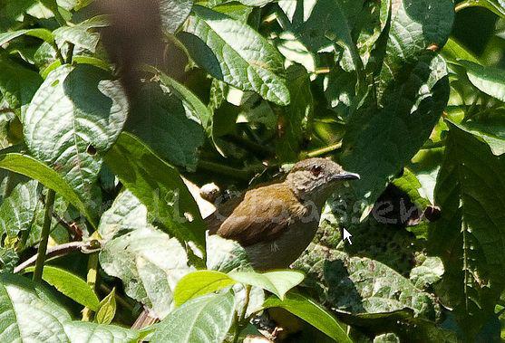 ��������ľ�ǵ�ͼƬ