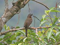 ���ɱ���