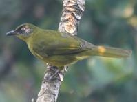 �Ƽ�����