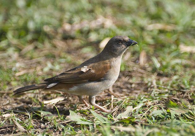 ϸ�����ǵ�ͼƬ