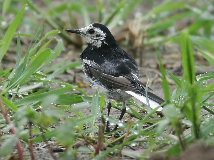 ӡ���n�_��ͼƬ