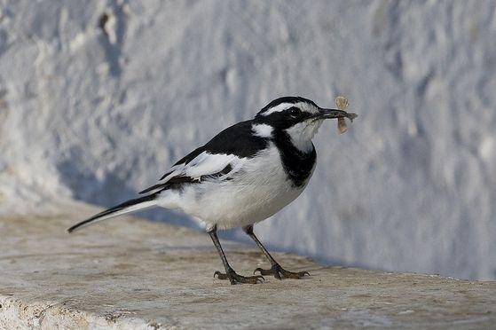 ���ް��n�_