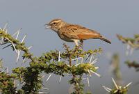 ���ϸ�����ͼƬ