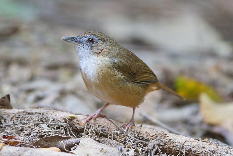 褐雀鹛 褐雀鹛的图片