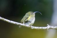 弯嘴裸眉鸫 弯嘴裸眉鸫的图片