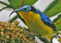 С������ü�