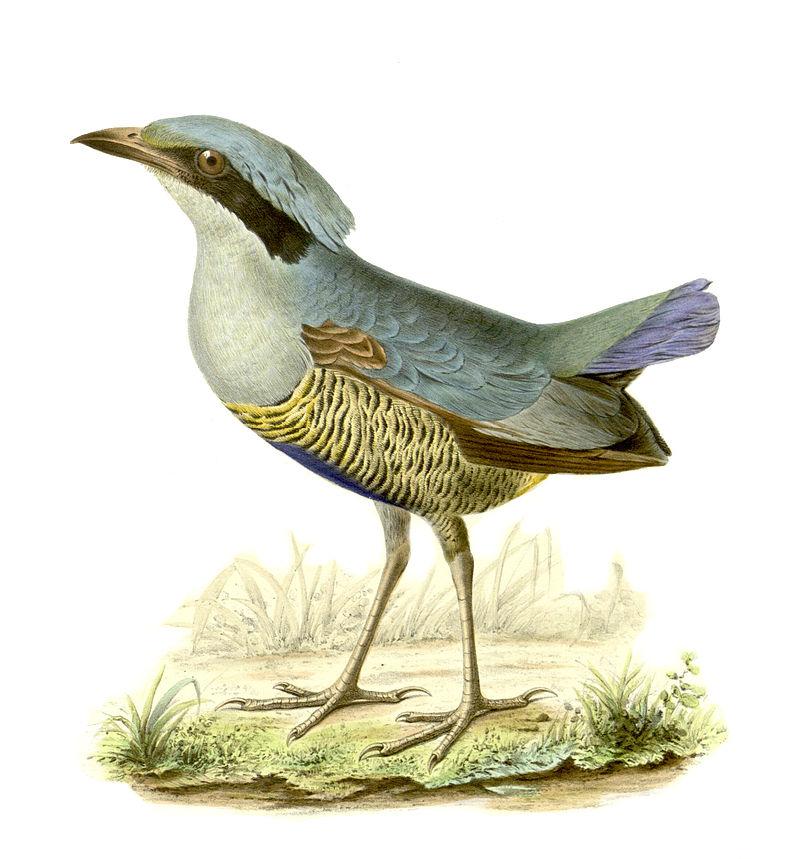 �߸���ɫ��ͼƬ