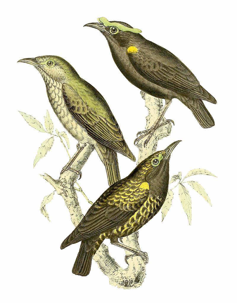 紫黑裸眉鸫 紫黑裸眉鸫的图片