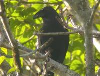 佛罗乌鸦 佛罗乌鸦的图片