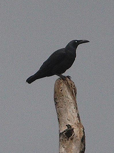 ������ѻ��ͼƬ