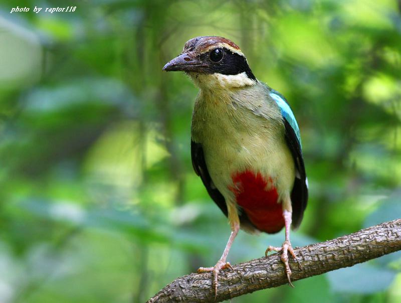 ��ɫ����