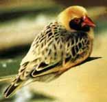 新汉诺威文鸟 新汉诺威文鸟的图片