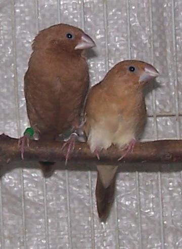 ���������ͼƬ