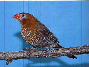 ������ȸ