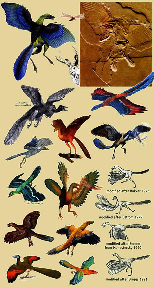 始祖鸟目 始祖鸟目的图片