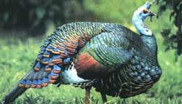 ��緼��Ƶ�ͼƬ