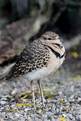 �������a��