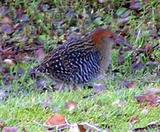 ¬��������