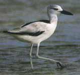 зûa¿Æ зûa¿ÆµÄͼƬ