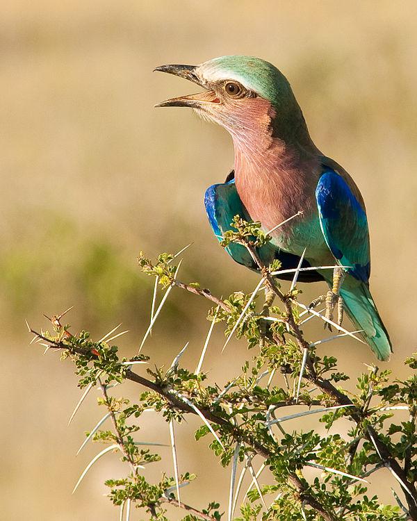佛法僧科 佛法僧科的图片