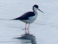 �����ֿ�