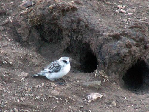文鸟科 文鸟科的图片