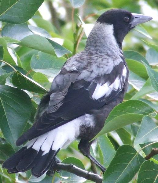 ���V�Ƶ�ͼƬ