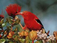 管舌鸟科 管舌鸟科的图片