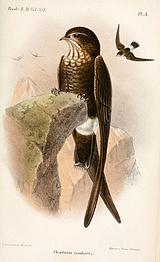 ����β������