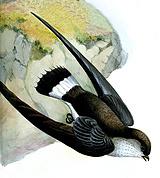 �׸���β������