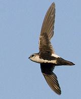 �׺�������