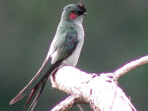 ��ͷ�����