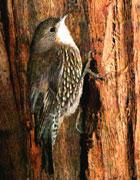 短嘴旋木雀科 短嘴旋木雀科的图片